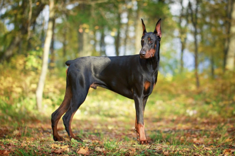La Guía del Doberman [Todo lo que necesitas saber]